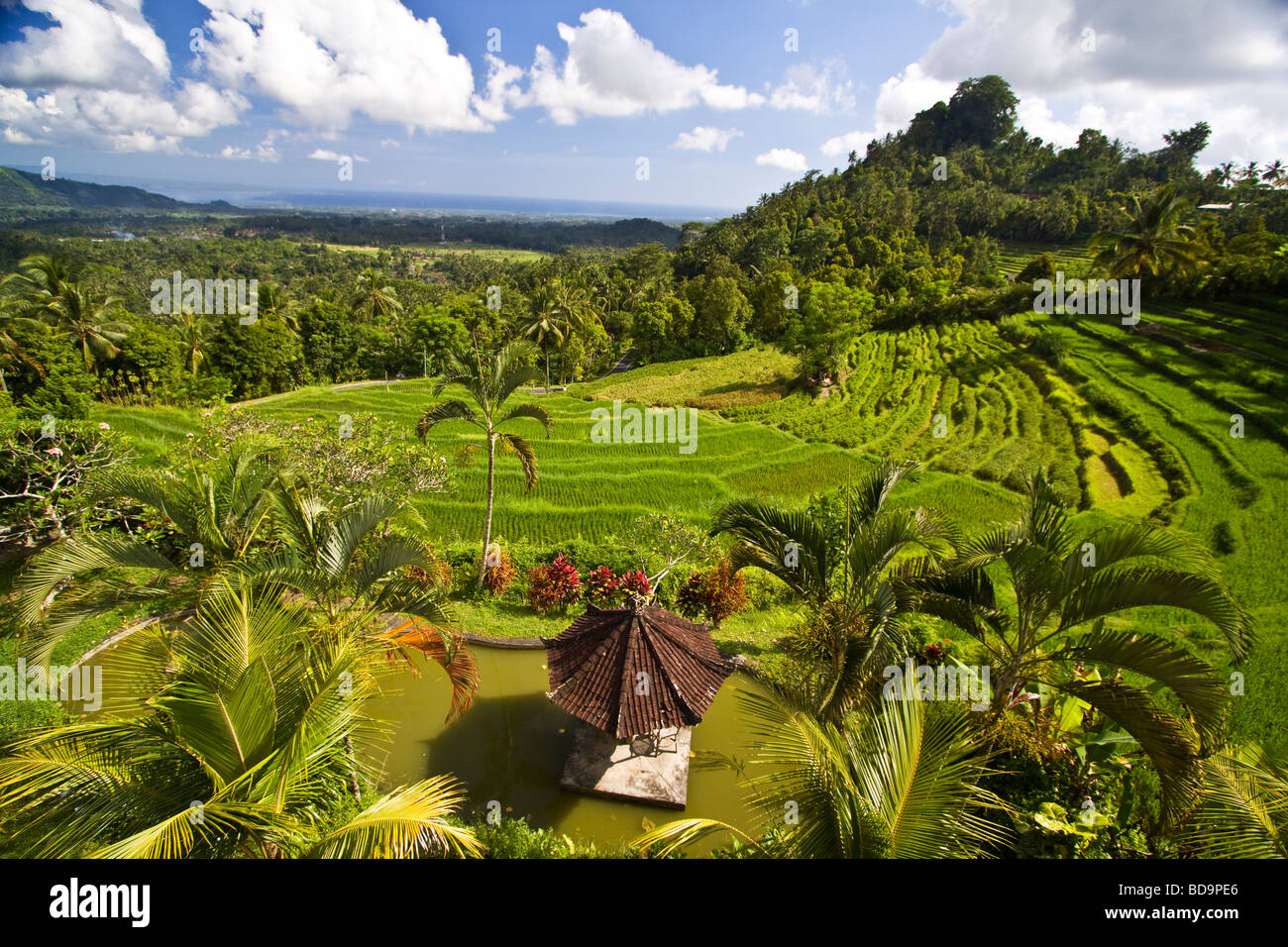 Campi di riso terrazzati Indonesia Bali Foto Stock