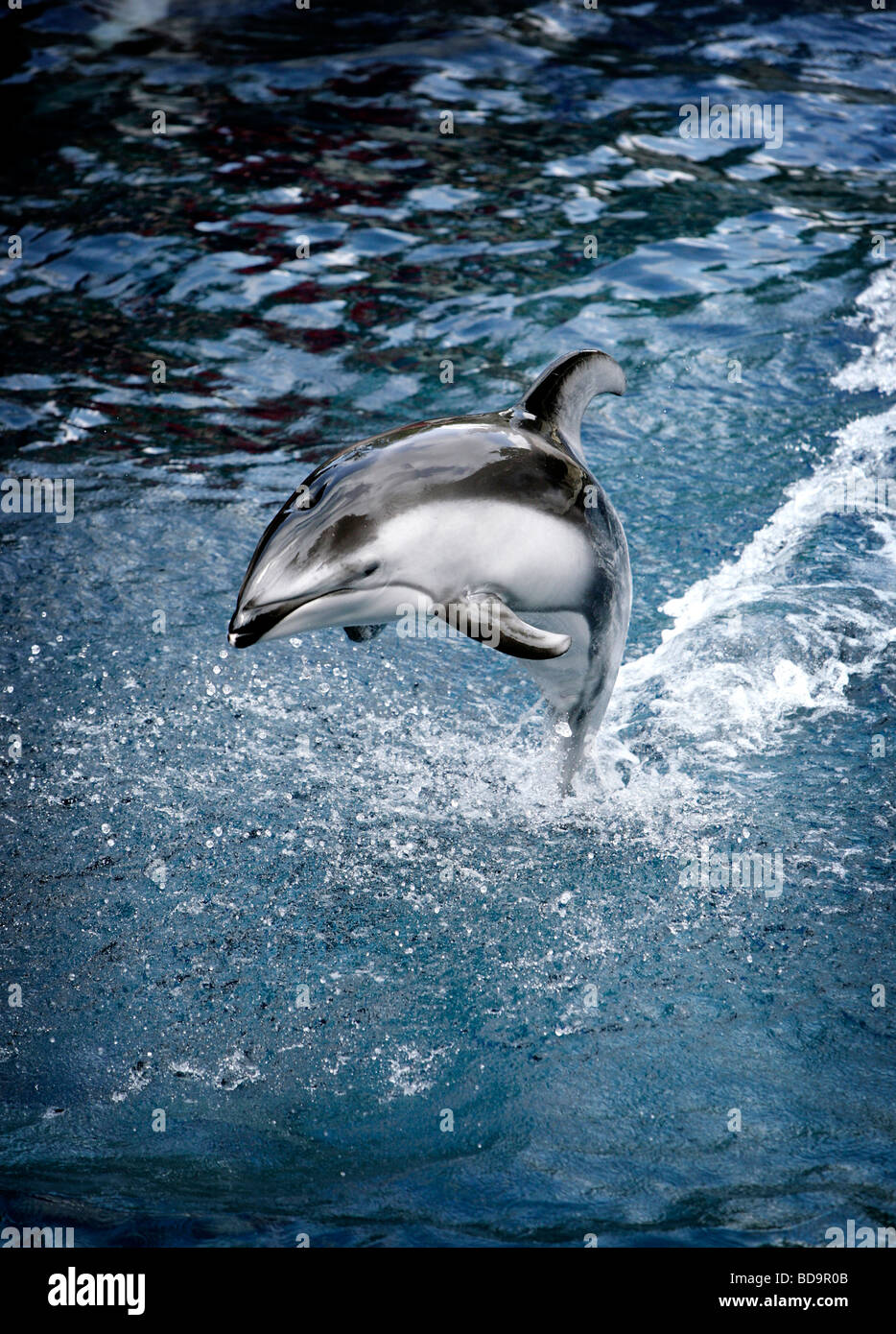 Dolphin salta fuori dell'acqua Foto Stock