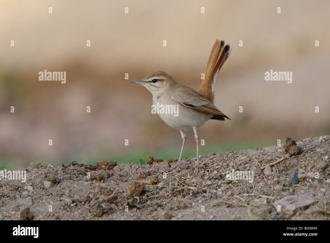 Rufous Bush Robin, Aqaba Giordania Foto Stock