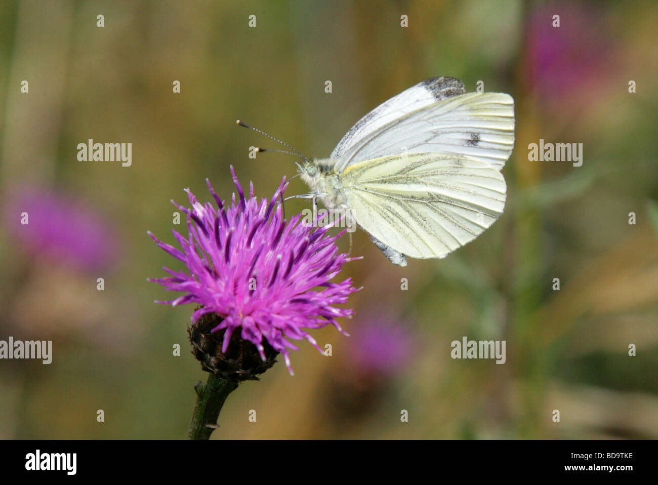 Verde-bianco venato Butterfly, Sarcococca napi, Pieridae, Lepidoptera, REGNO UNITO Foto Stock