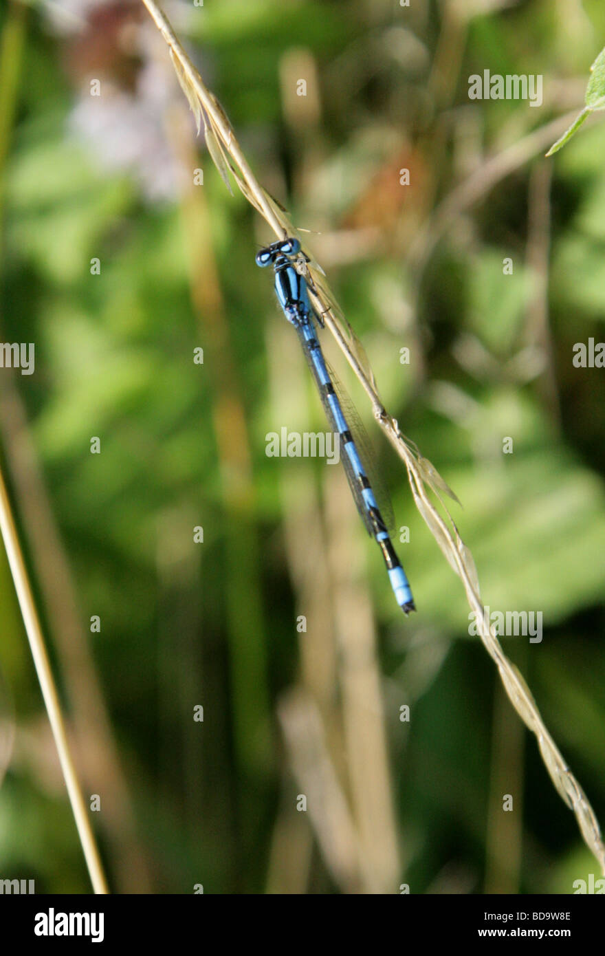 Comune Damselfly blu, Enallagma cyathigerum, odonati Foto Stock