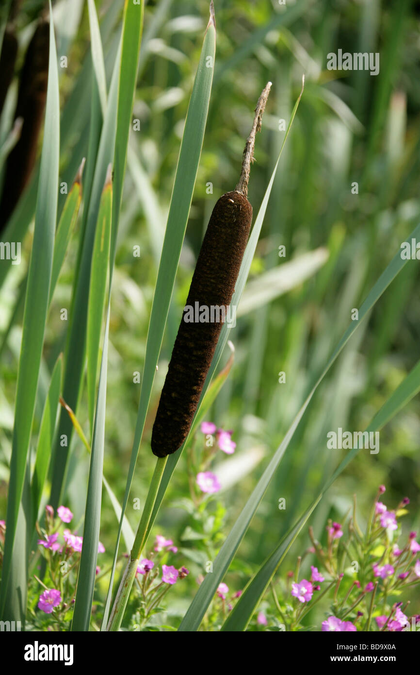 Giunco di palude o tifa, Typha latifolia, Typhaceae Foto Stock