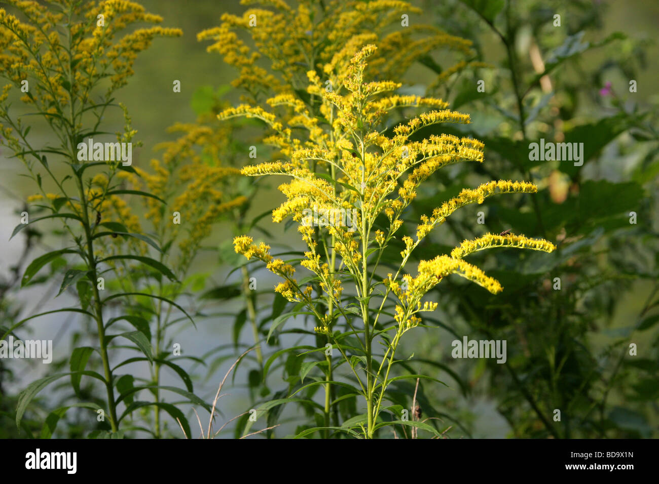 Canadian Golden-asta, Solidago canadensis, Asteraceae, Canada, America del Nord Foto Stock