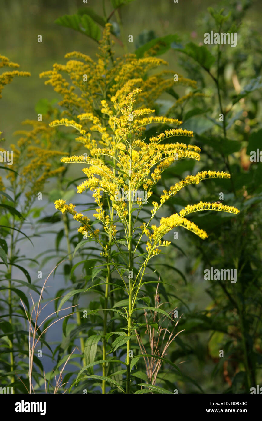 Canadian Golden-asta, Solidago canadensis, Asteraceae, Canada, America del Nord Foto Stock