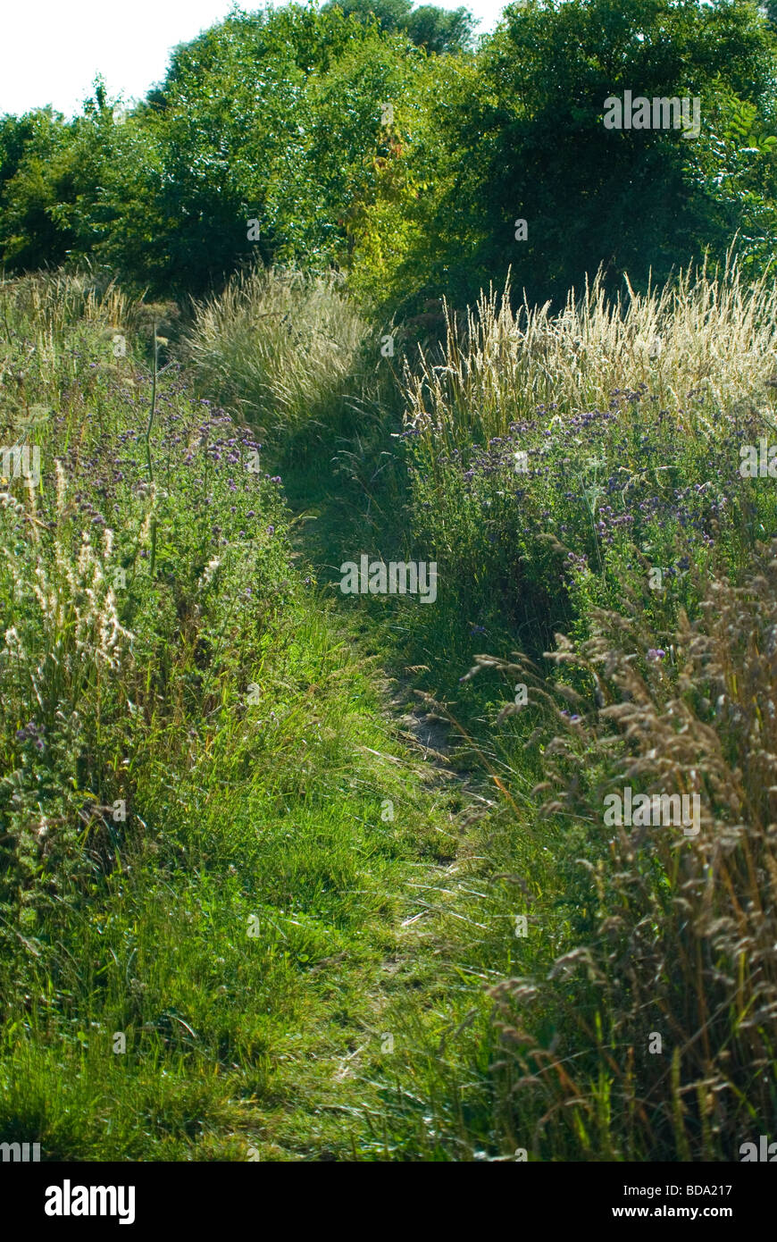Un percorso di campagna attraverso la hedgrerow Foto Stock