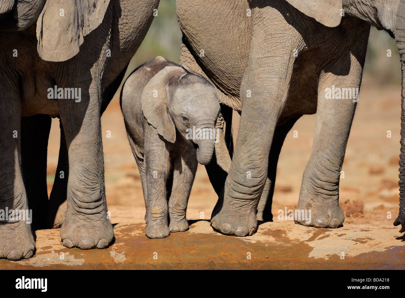 I giovani africani vitello di elefante africano (Loxodonta africana) acqua potabile a waterhole, Parco Nazionale di Addo, Sud Africa Foto Stock