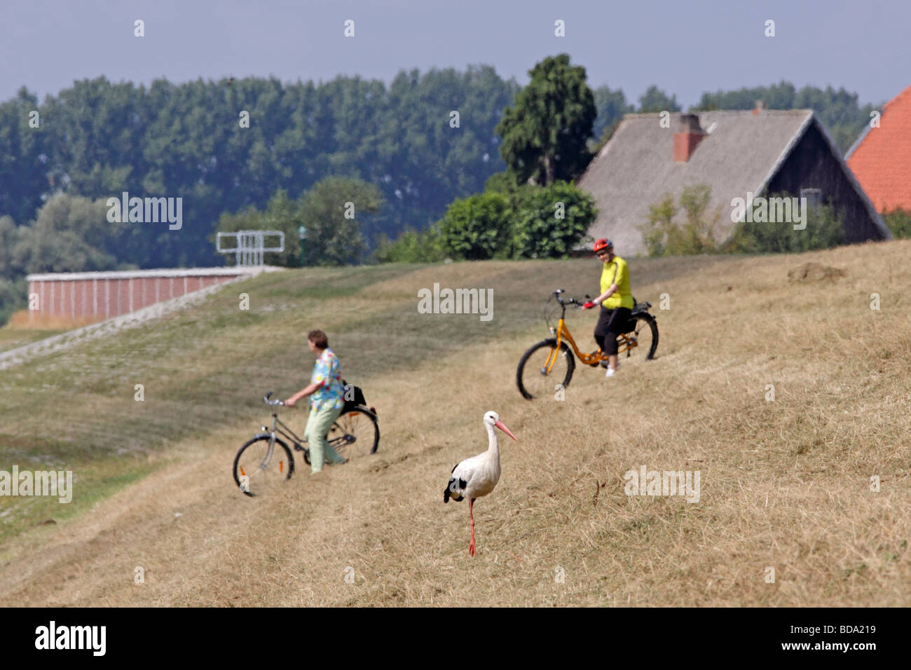 Cicogna bianca accanto alla pista ciclabile lungo il fiume Elba, Bassa Sassonia, Germania settentrionale Foto Stock