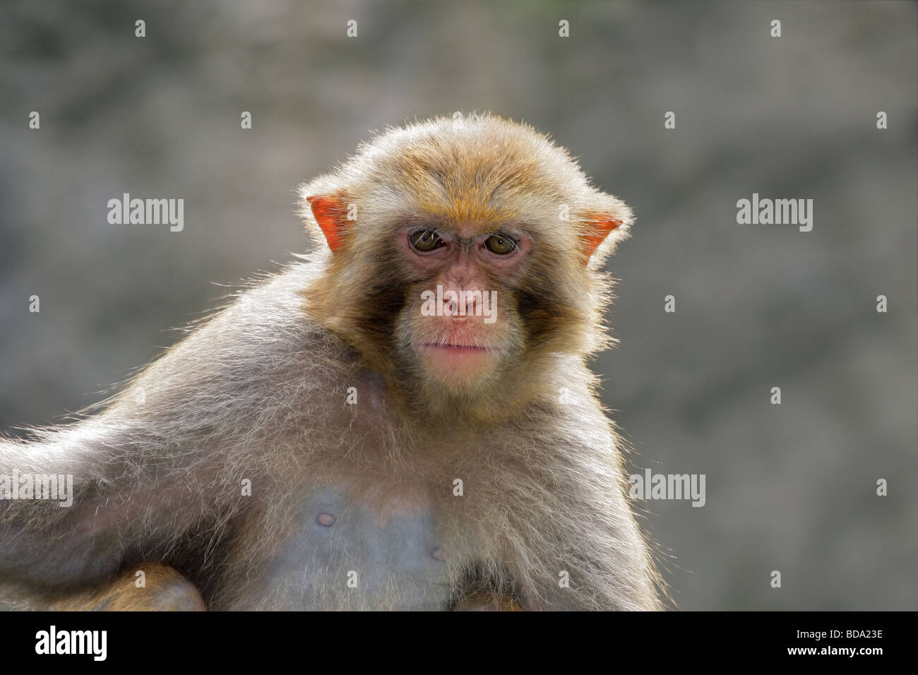 Ritratto di un macaco rhesus monkey (macaca mulatta), Cina del Sud Foto Stock