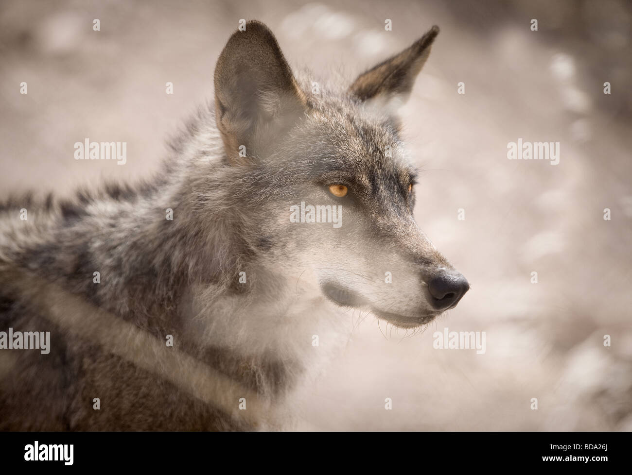 European wolf Canis lupus lupus Foto Stock