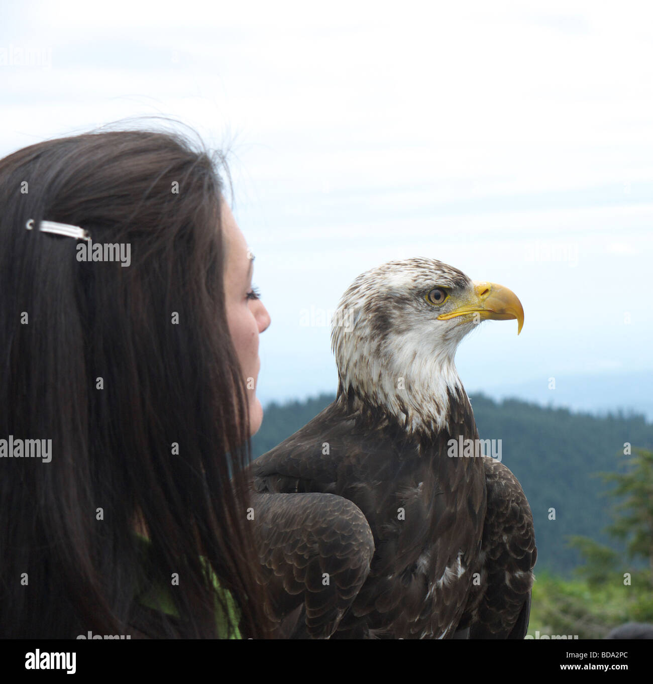 Gli uccelli in movimento aquila calva e il gestore su Grouse Mountain a Vancouver in British Columbia Foto Stock