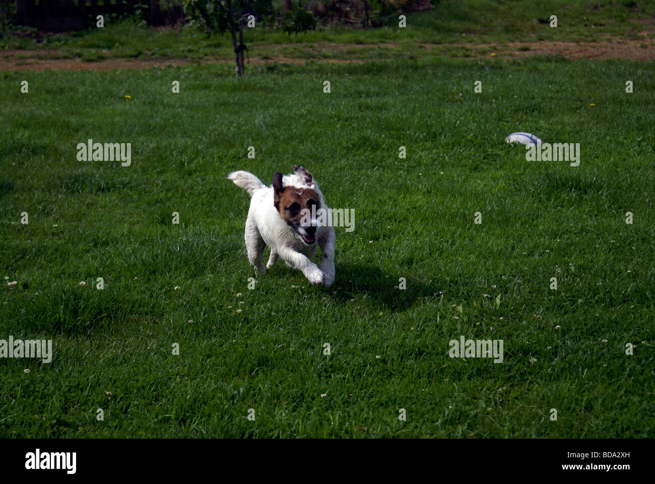 Jack Russell Jack Russell cane in esecuzione Foto Stock