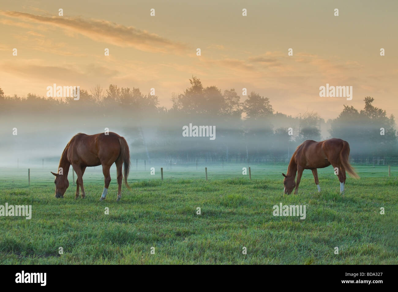 Due cavalli pascolano in Foggy pascolo prima dell'alba Foto Stock