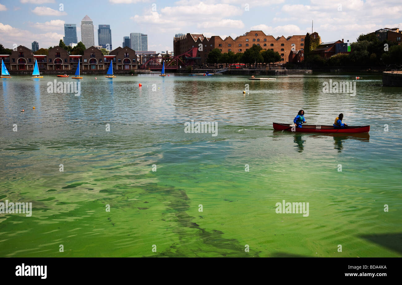 Pericoloso per la salute, questo alghe blu-verdi cresce nel bacino Shadwell est di Londra. Il consiglio locale collocare cartelli di avvertimento di pericolo Foto Stock