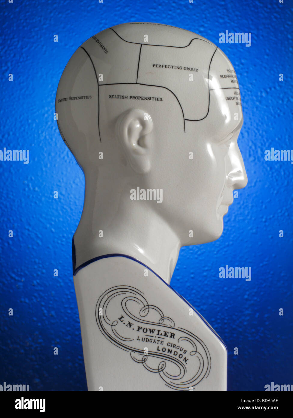 Head Schema Phrenology head diagram immagini e fotografie stock ad alta risoluzione ...