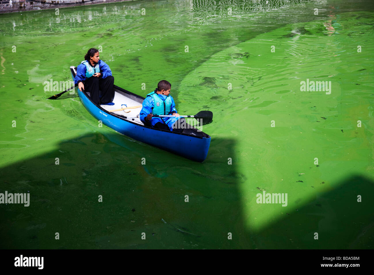 Pericoloso per la salute, questo alghe blu-verdi cresce nel bacino Shadwell est di Londra. Il consiglio locale collocare cartelli di avvertimento di pericolo Foto Stock