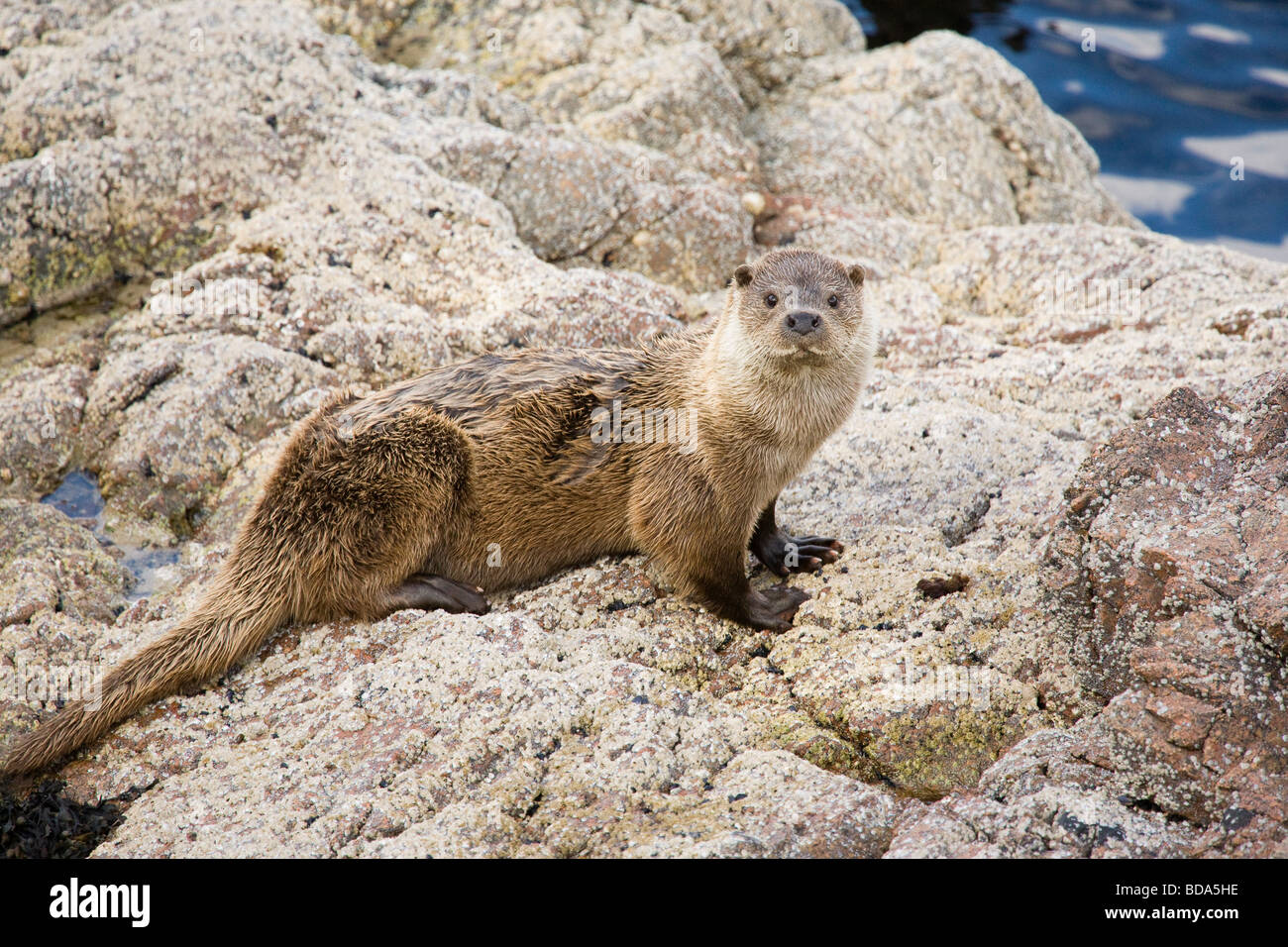 Otter sulle rocce nelle isole Shetland Foto Stock