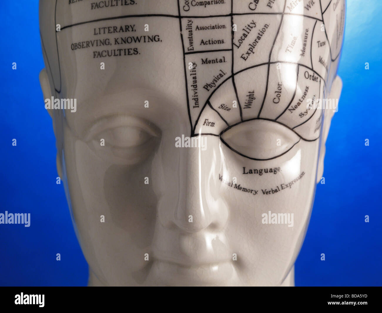 Head Schema Phrenology head diagram immagini e fotografie stock ad alta risoluzione ...