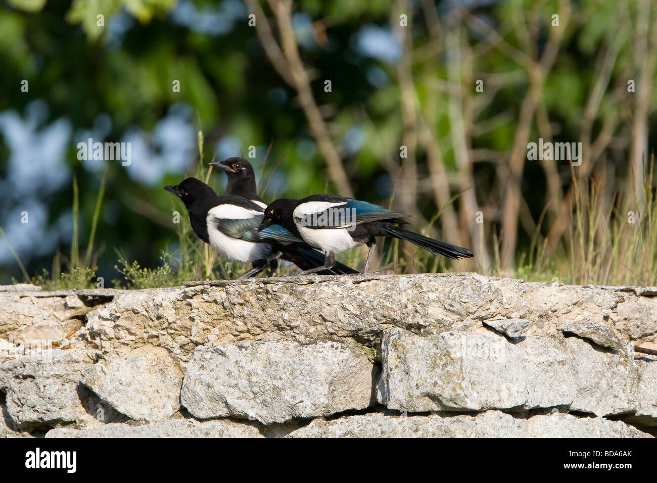 Tre Gazza appollaiato sulla parete (Pica pica) Foto Stock