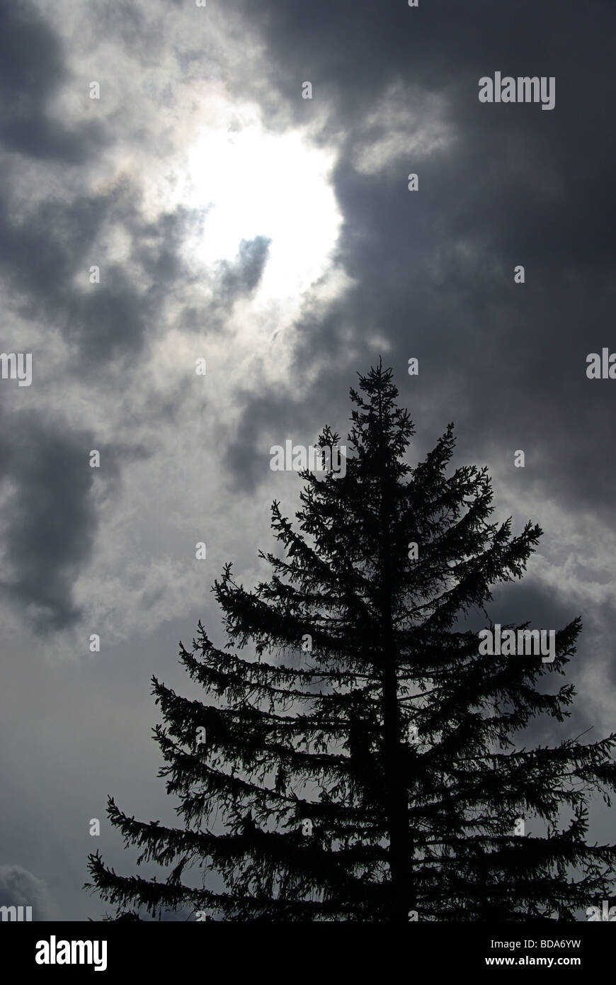 Baum Unwetter tempesta ad albero 01 Foto Stock