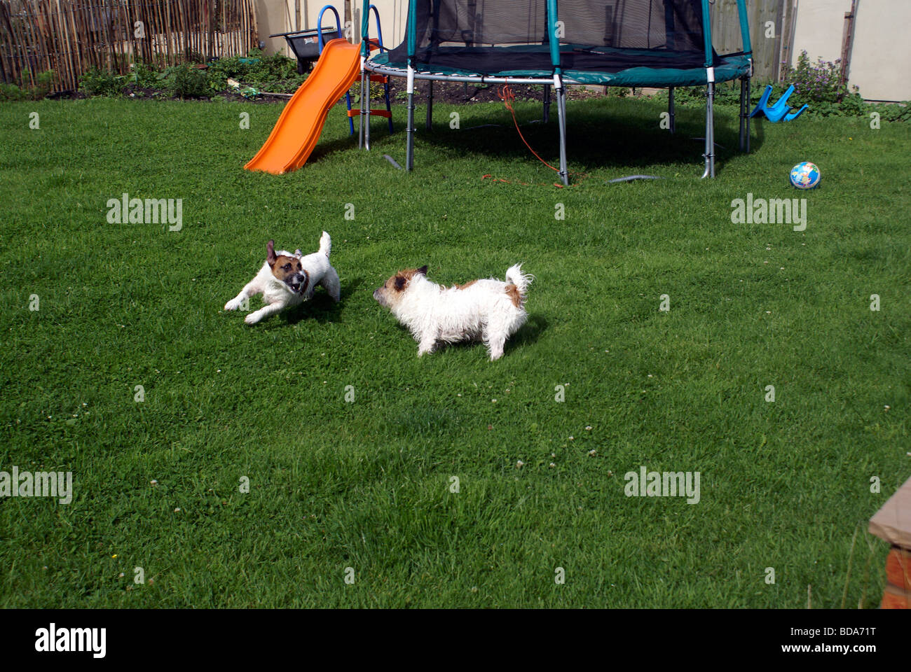 Jack Russell Jack Russell cane cani in esecuzione Foto Stock