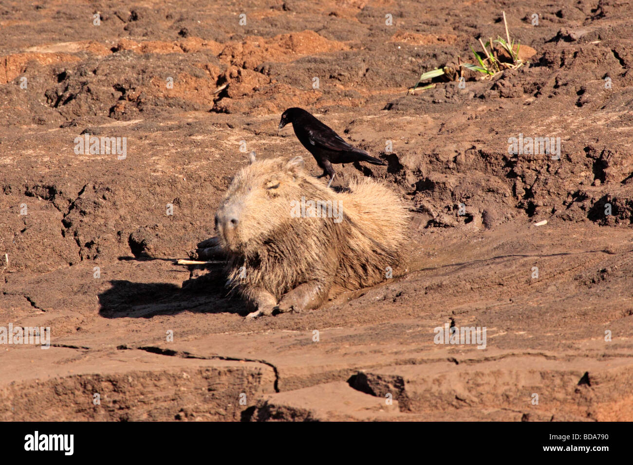 Capibara con cowbird gigante, Tambopata National Reserve, area amazzonica, Perù, Sud America Foto Stock