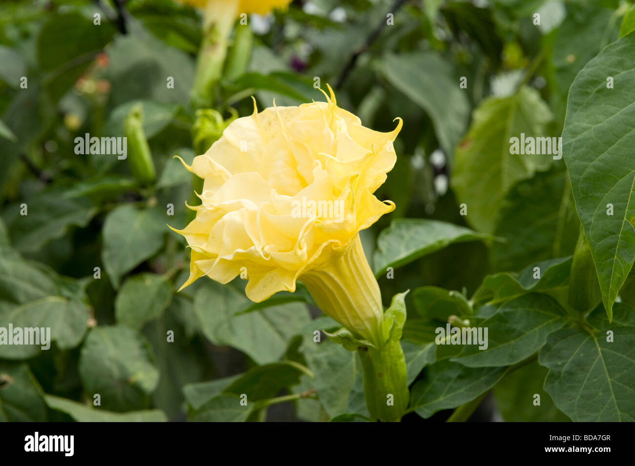 Dapura "ballerina" una doppia forma a campana fiore Foto Stock