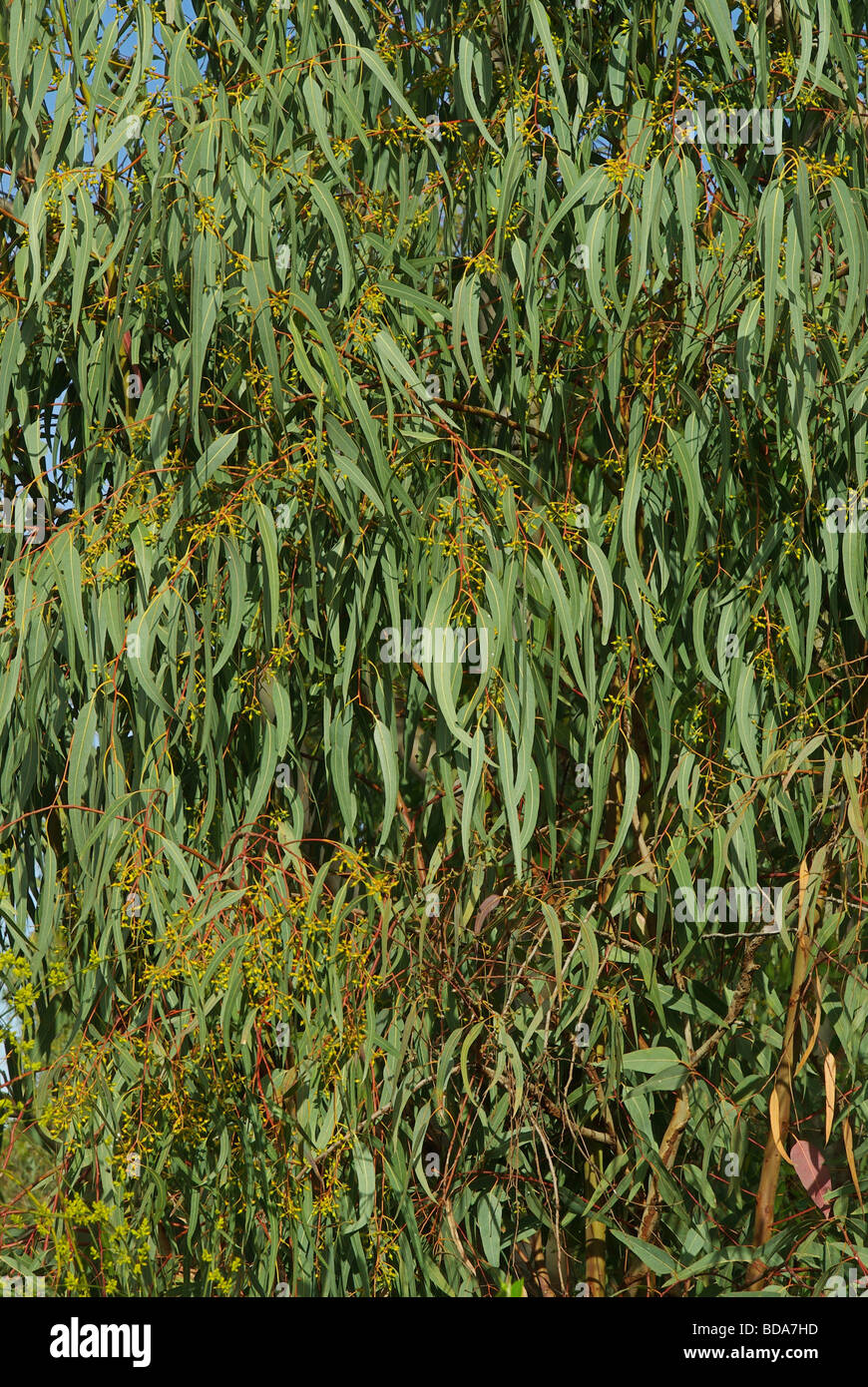 Eukalyptus eucalipto 06 Foto Stock