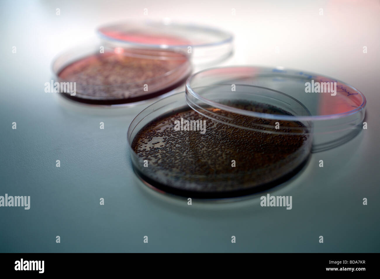 Capsule di Petri con Mc Conkey Agar rosso per microbiologia Foto Stock