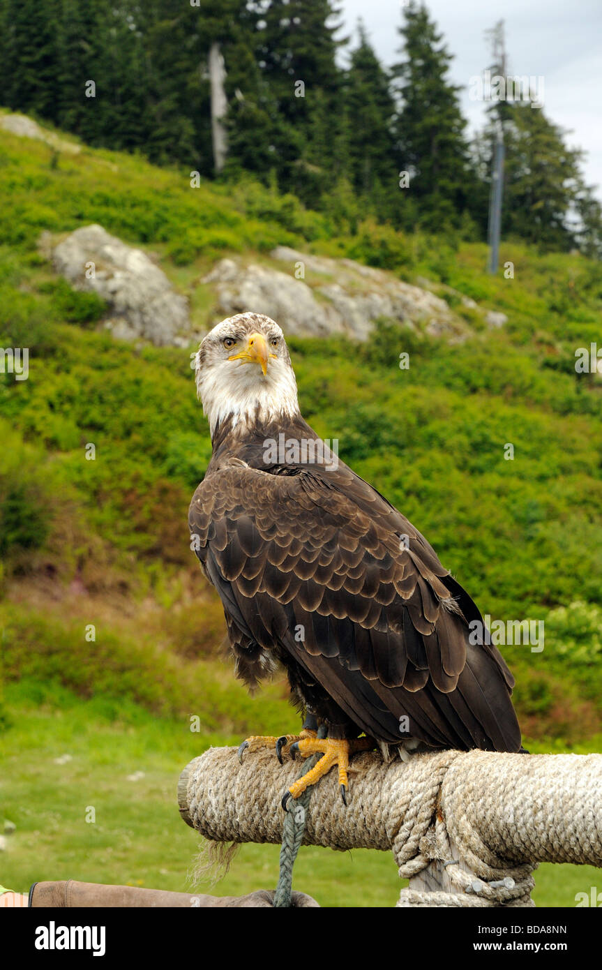 Aquila calva in uccelli in Motion Flying display su Grouse Mountain Vancouver Canada Foto Stock