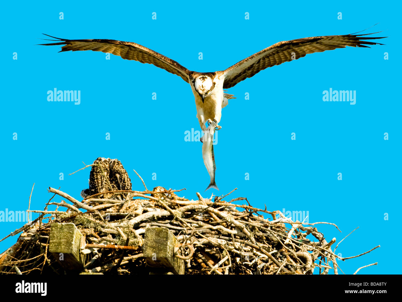 Osprey atterraggio sul nido con pesce nella sua talons " Foto Stock