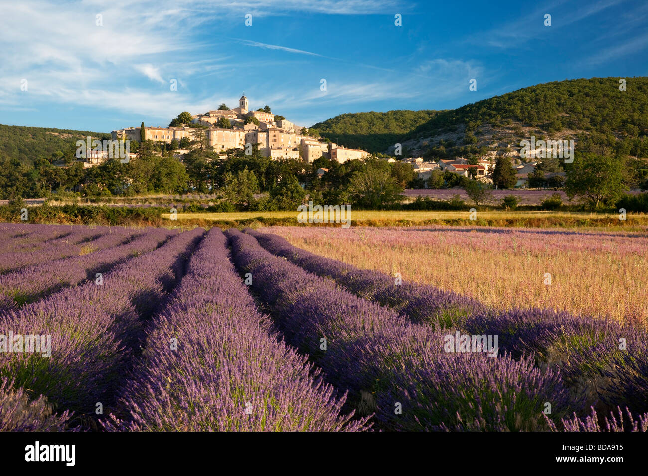 Campo di lavanda con cittadina collinare di Banon nella Vaucluse Provence Francia Foto Stock