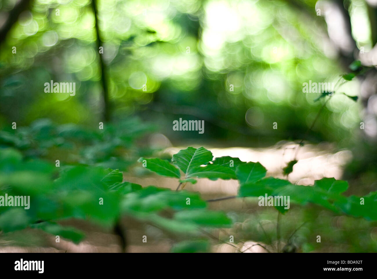 foresta di Epping Foto Stock