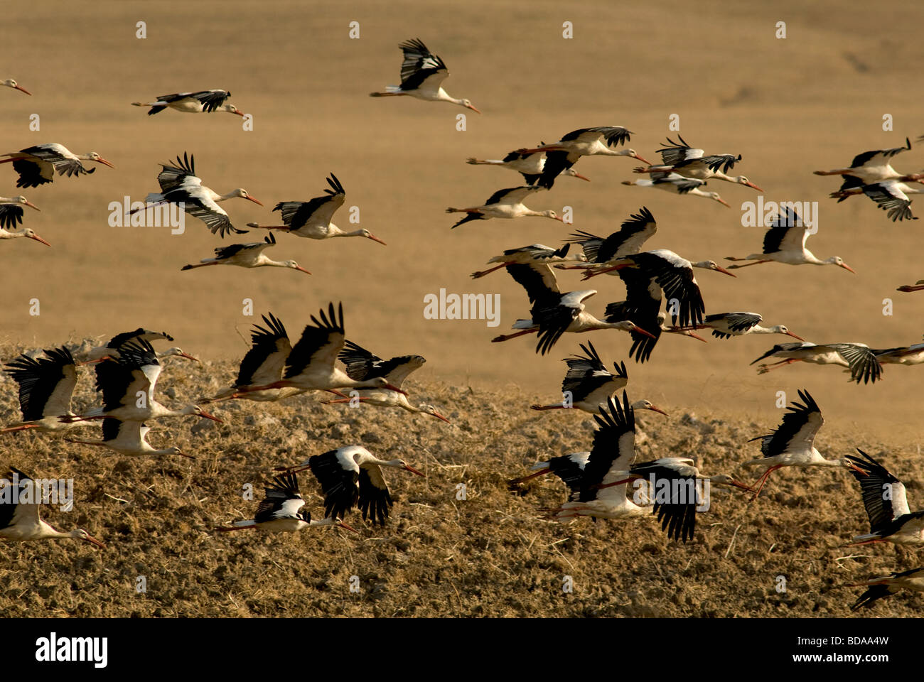 Stormo di cicogne bianche volando a bassa quota sopra il campo arato Foto Stock