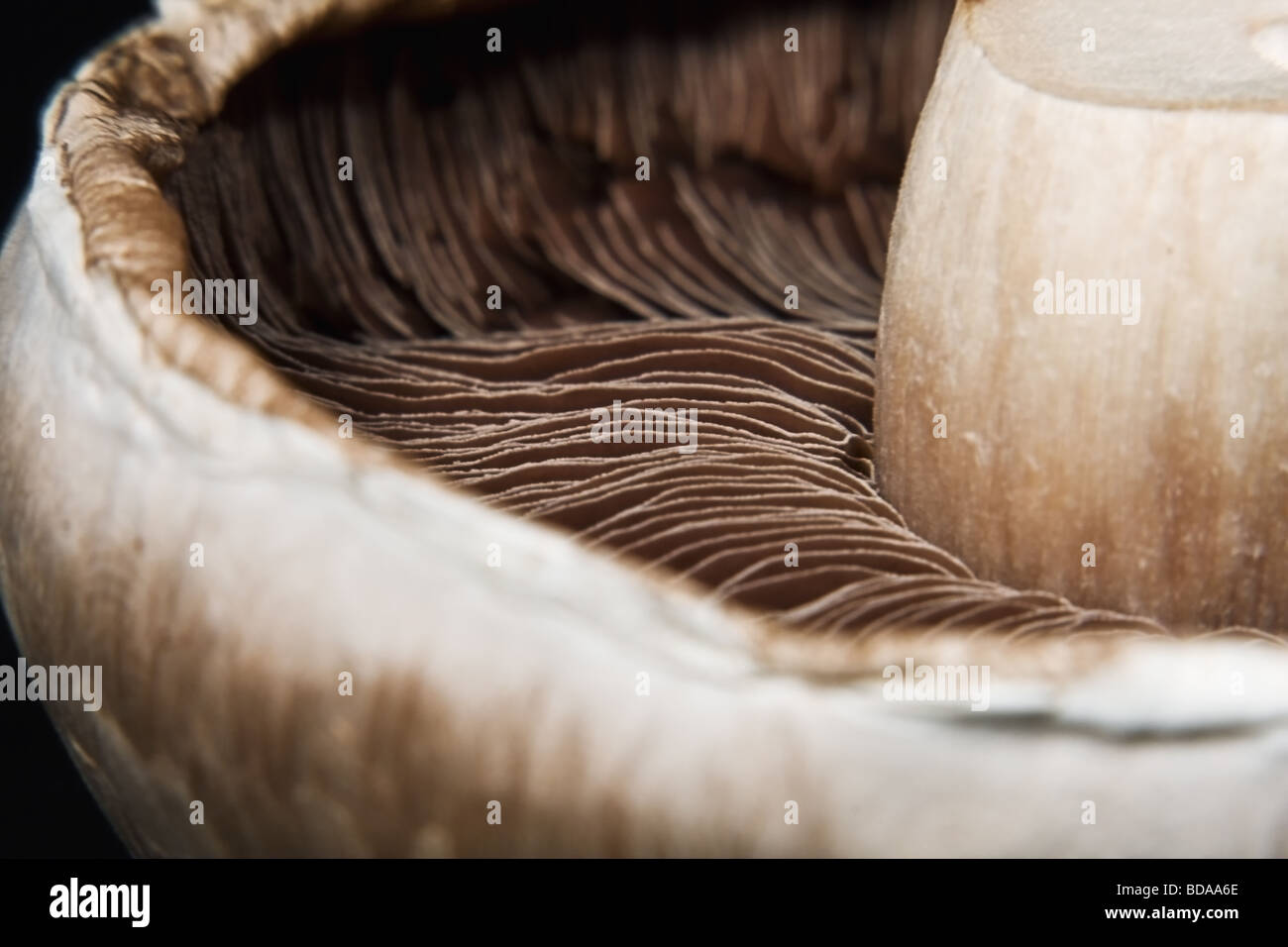 Close up fotografia delle branchie di un fungo. Foto Stock