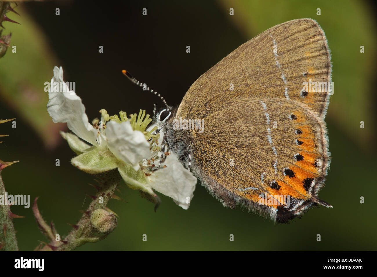 Hairstreak nero (farfalla Satyrium pruni) tenendo il nettare da un fiore di rovo, Northamptonshire, Regno Unito Foto Stock