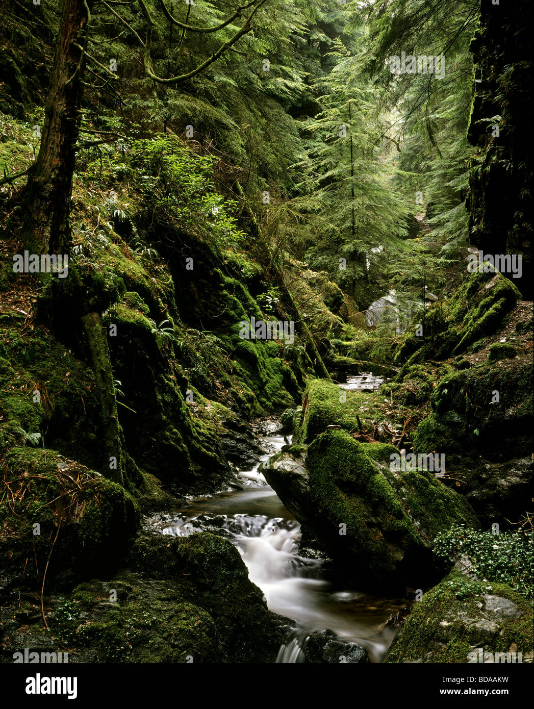 La cascata nel puck Glen, una gola vicino Benmore giardini, Loch Eck, Argyll and Bute, Scotland, Regno Unito Foto Stock