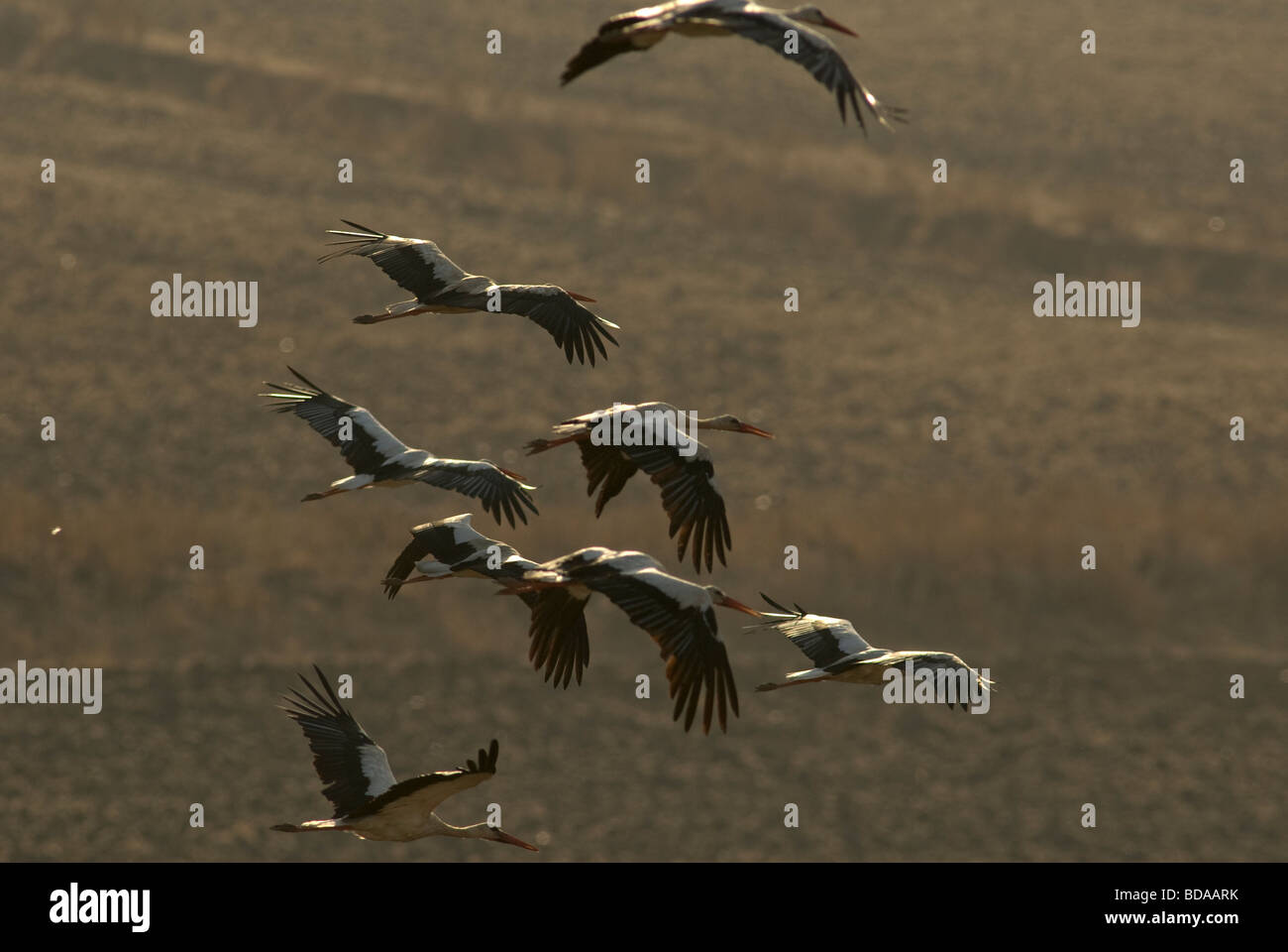 Cicogne bianche volando a bassa quota sopra il campo arato Foto Stock