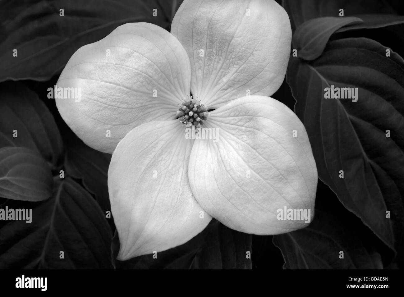 Close up sanguinello blossoms Oregon Foto Stock