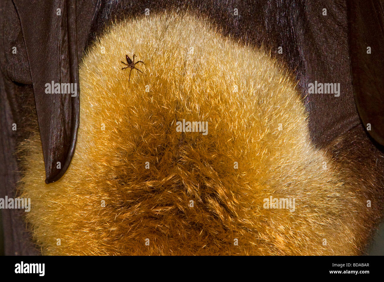 A testa grigia flying fox Pteropus poliocephalus frutto Bat con tick parassita Foto Stock
