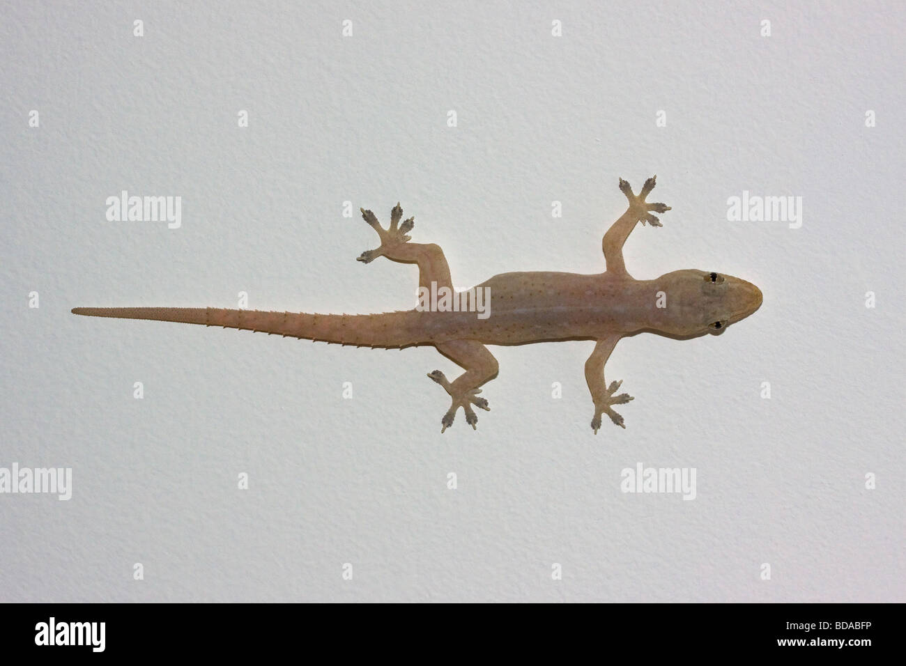 Asian House Gecko Hemidactylus frenatus Queensland Foto Stock