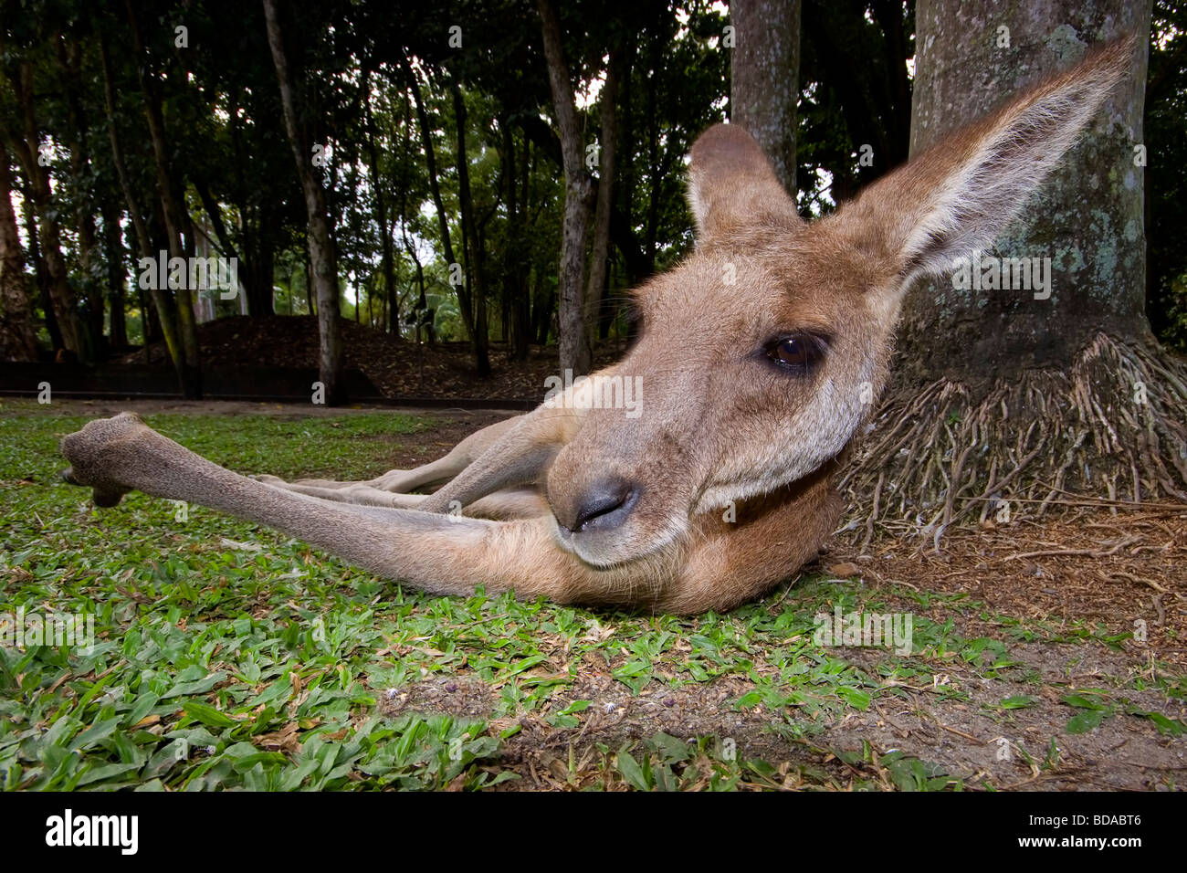 Grigio orientale Kangaroo Macropus giganteus rilassante Foto Stock