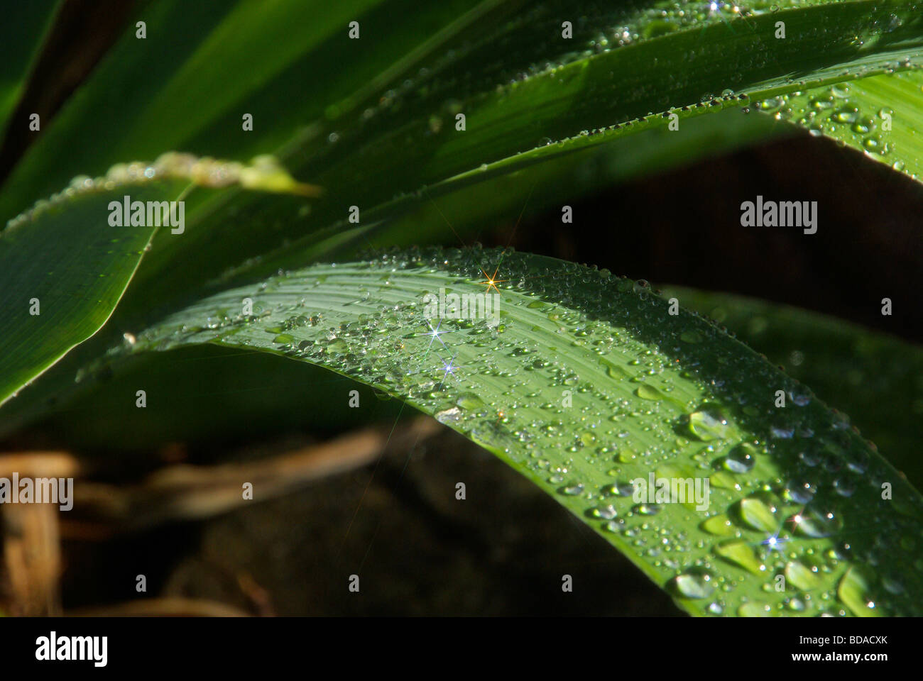 Wassertropfen auf Blatt waterdrop sulla lamina 08 Foto Stock