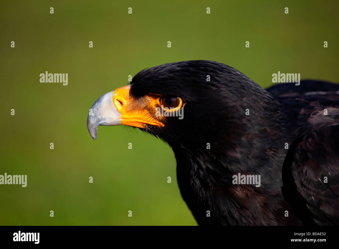 Uccello della preda Foto Stock