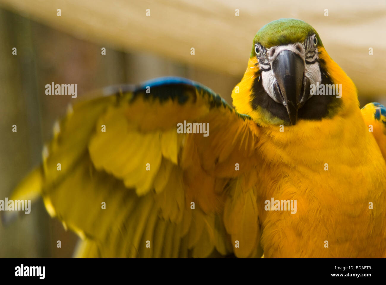 Un blu e oro macaw guardando dritto verso il basso la fotocamera e svolazzamenti una ala Foto Stock