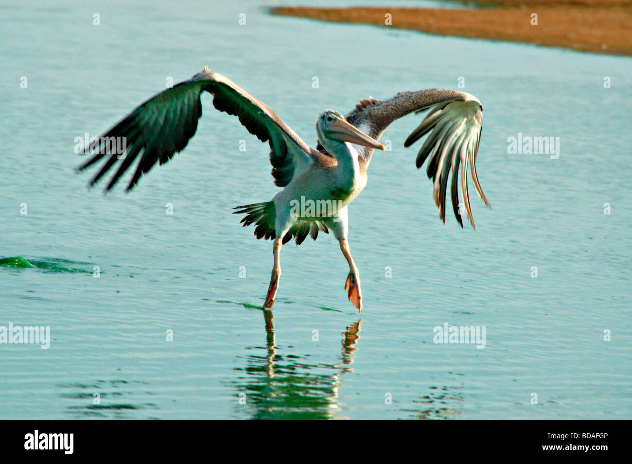 Grande Pellicano grigio in volo Foto Stock