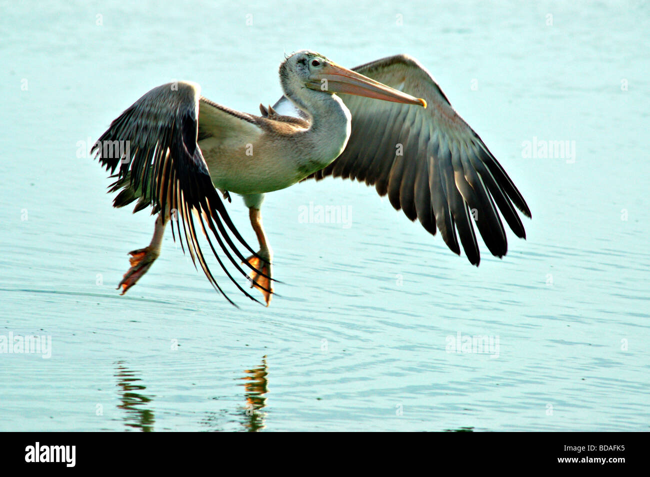 Grande Pellicano grigio in volo Foto Stock