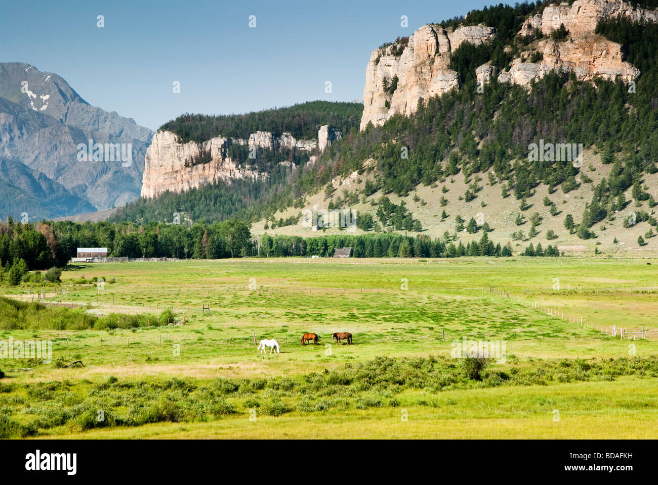 Cavalli su ranchland nel bacino di luce solare in Wyoming Foto Stock