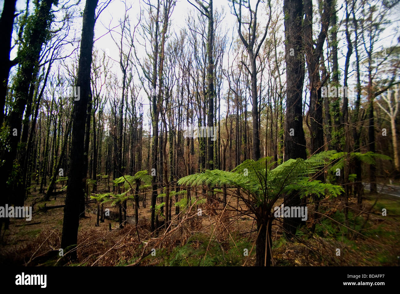 Ri-crescita dopo forrest fire Foto Stock