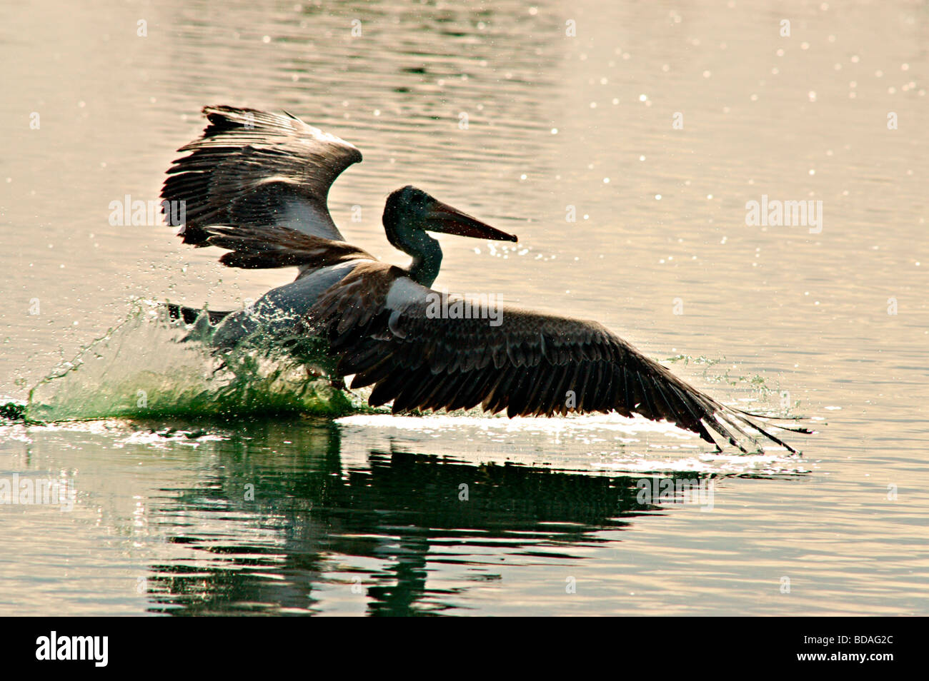 Grande Pellicano grigio in volo Foto Stock
