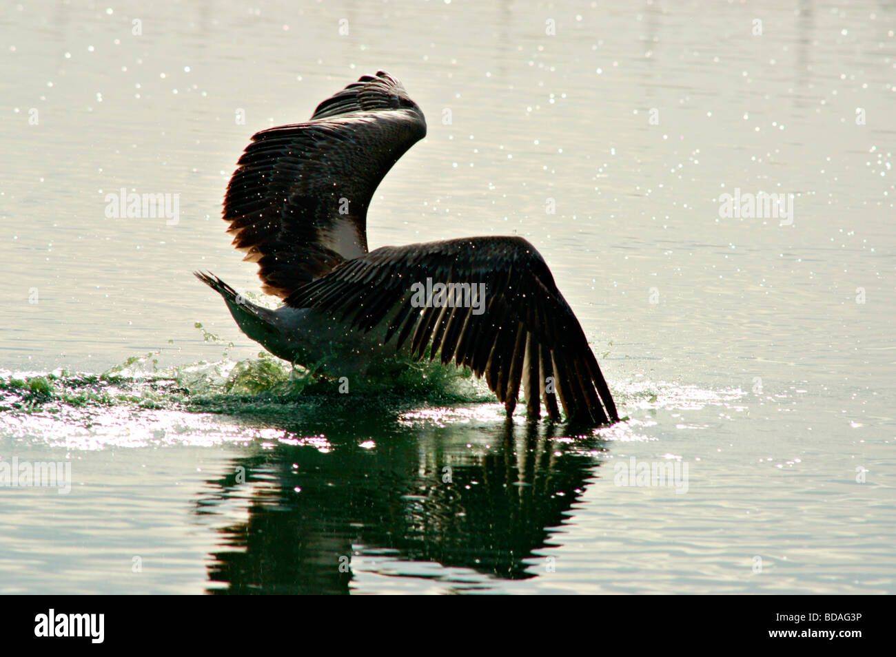 Grande Pellicano grigio in volo Foto Stock
